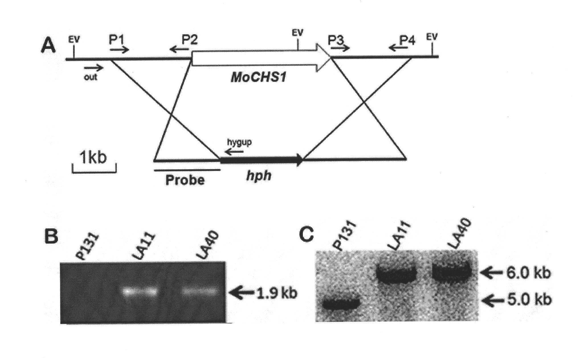 Function and usage of magnaporthe oryzae MoCHS1 gene and coded protein thereof