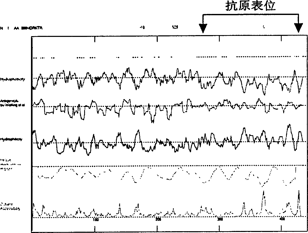 Recombination human cytomegalovirus fusion protein and its preparing method, application