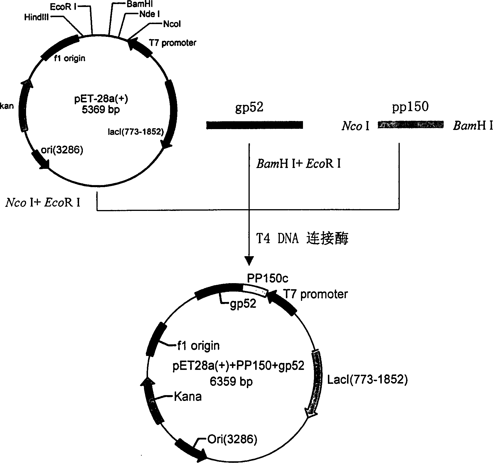 Recombination human cytomegalovirus fusion protein and its preparing method, application