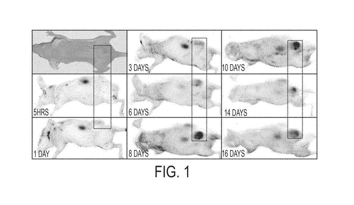 Modification of cupredoxin derived peptides