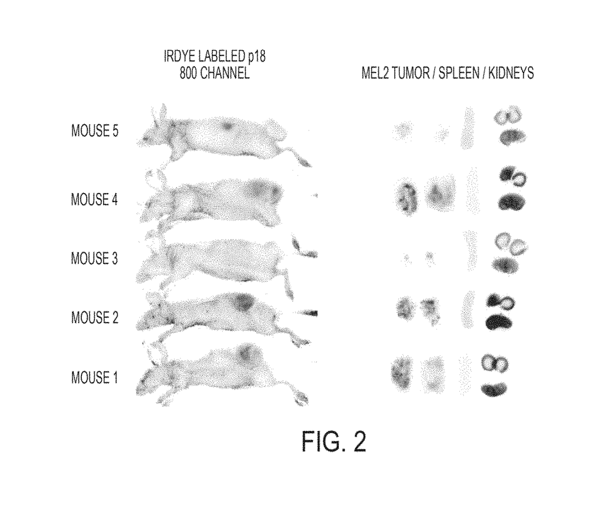 Modification of cupredoxin derived peptides