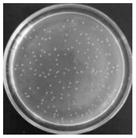 Nitrogen halamine type antibacterial polyurethane material as well as preparation method and application thereof