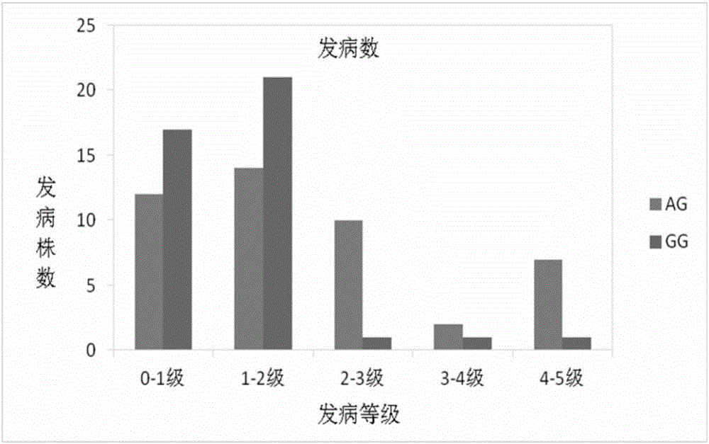 SNP molecular marker relating to peach tree bleeding disease resistance