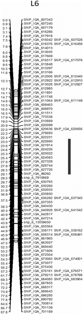 SNP molecular marker relating to peach tree bleeding disease resistance