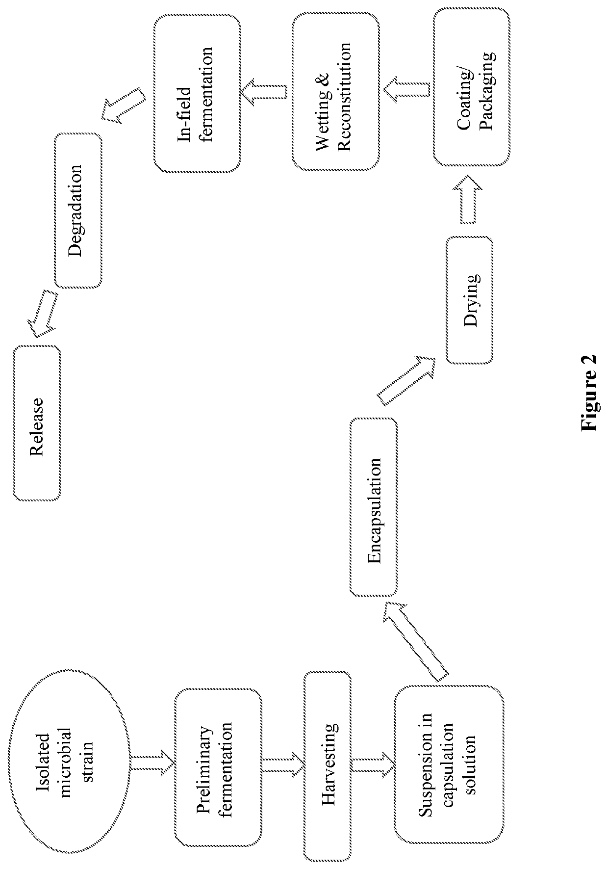 Encapsulated microorganisms and methods of using same