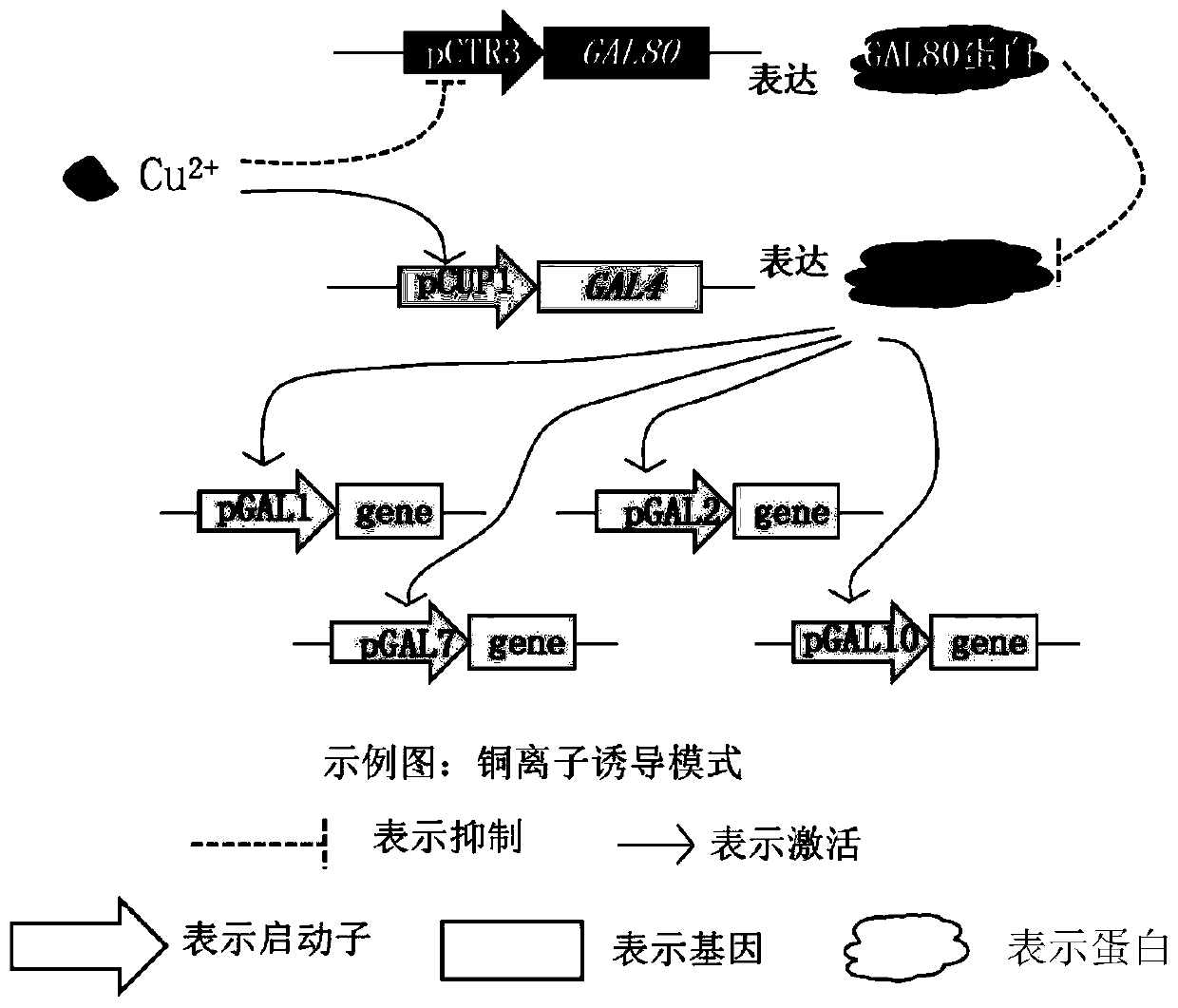 Method for improving yield of metabolic products of saccharomyces cerevisiae