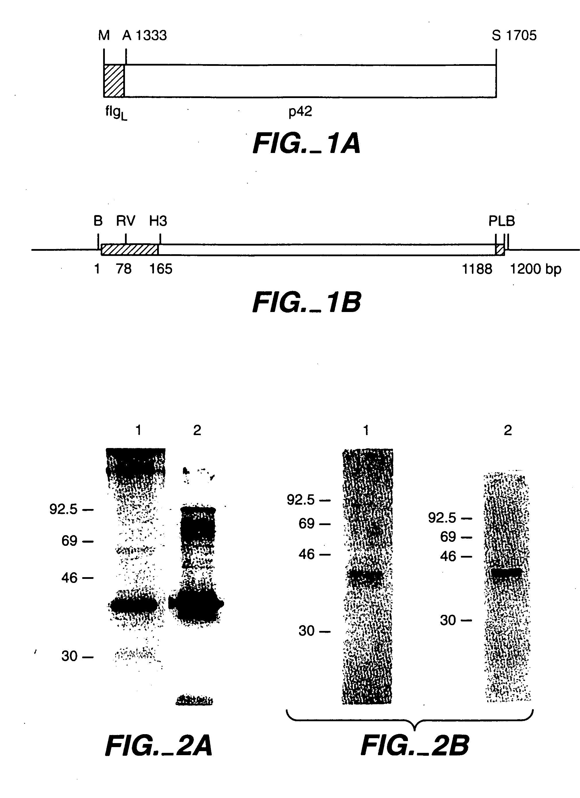 Baculovirus produced Plasmodium falciparum vaccine