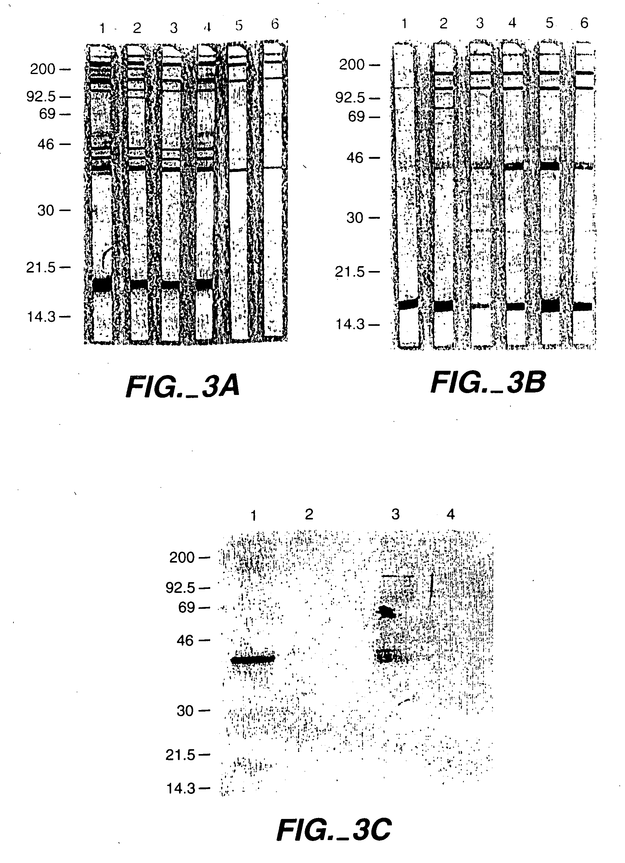 Baculovirus produced Plasmodium falciparum vaccine