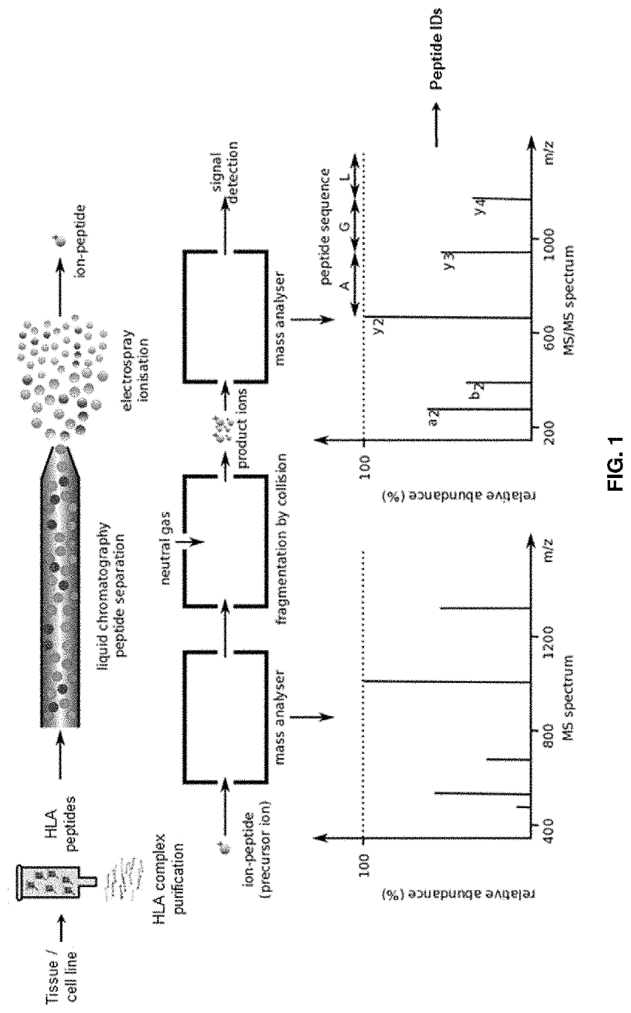 Methods for peptide mass spectrometry fragmentation prediction