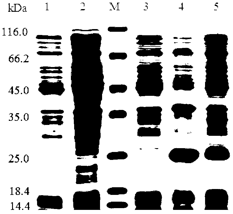 Porcine rotavirus delta VP8* subunit recombinant protein and applications thereof