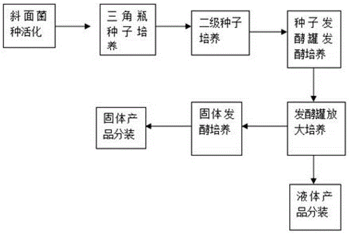 Microbial culture capable of improving soil salinization and preparation method of microbial culture