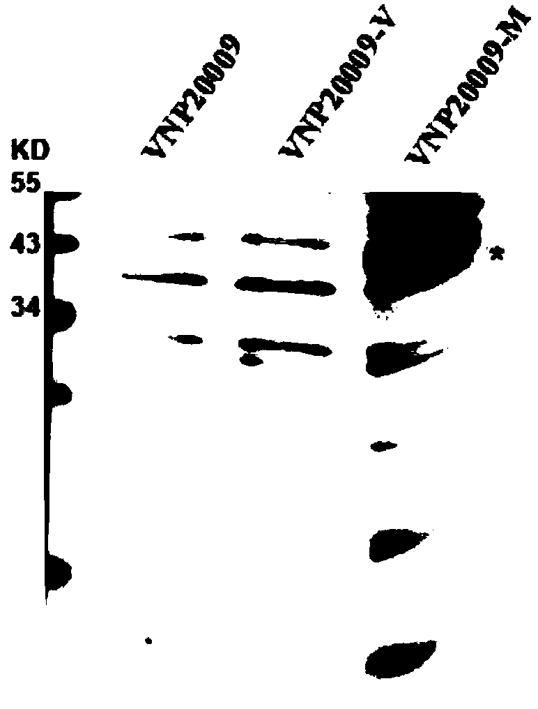 Attenuated salmonella typhimurium and application of genetically engineered bacterium of attenuated salmonella typhimurium in preparation of medicine for treating prostatic cancer