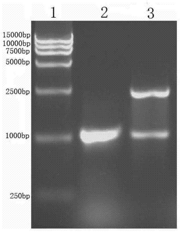 Duck plague virus ul15 gene exoni recombinant protein and its preparation method and application