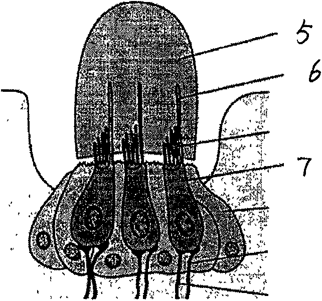 Encapsulation structure of micro-nano bionic vector water sound sensor