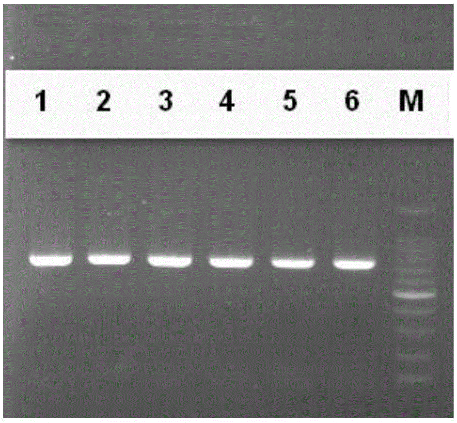 Sequence of standard gene of DNA (deoxyribonucleic acid) barcode of aedes and application thereof