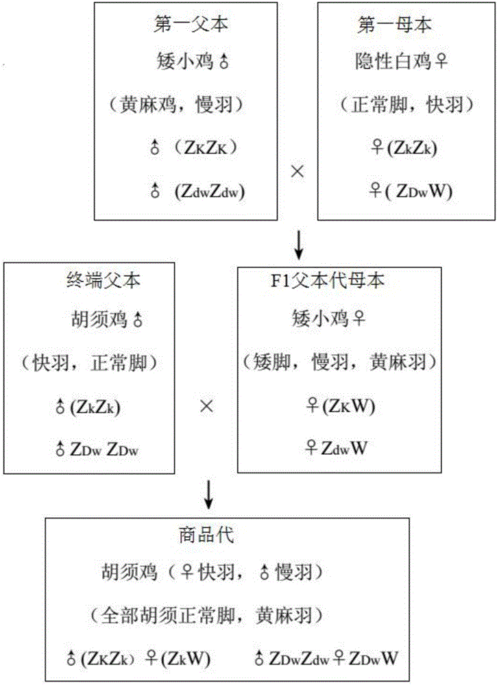 Breeding method for high-yield beard chickens