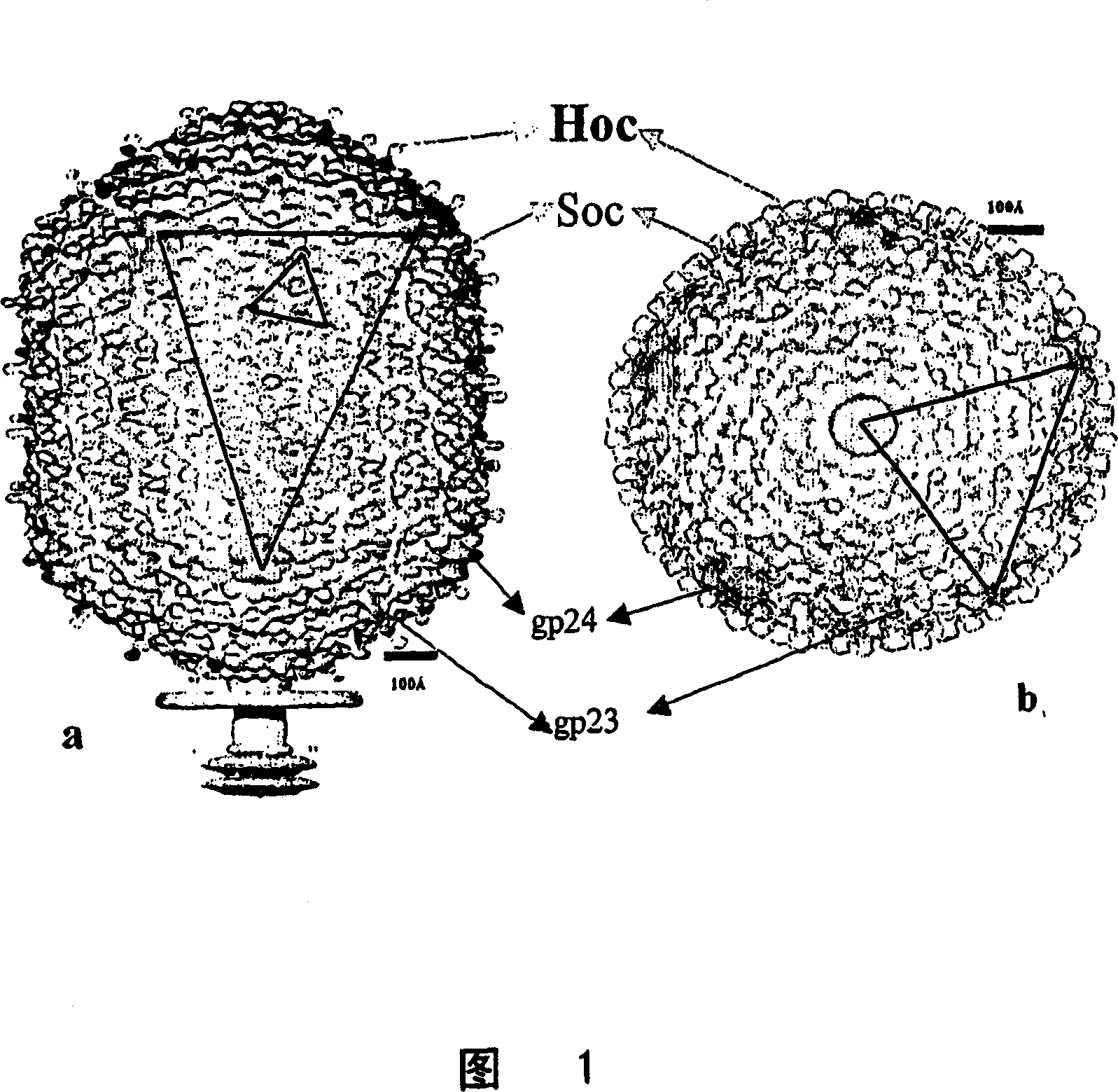 Methods and compositions comprising bacteriophage nanoparticles