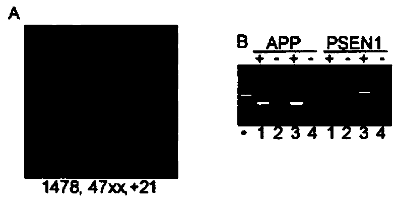 Application of let-7c gene in the preparation of drugs for Alzheimer's disease