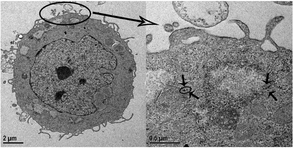 DNA silver nano-clusters and in-situ synthesis method and application of DNA silver nano-clusters in cells