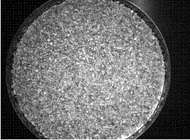 Method for processing fresh dendrobium devonianum stem powder