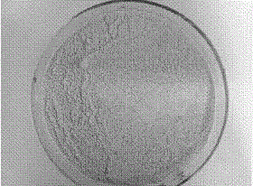 Method for processing fresh dendrobium devonianum stem powder