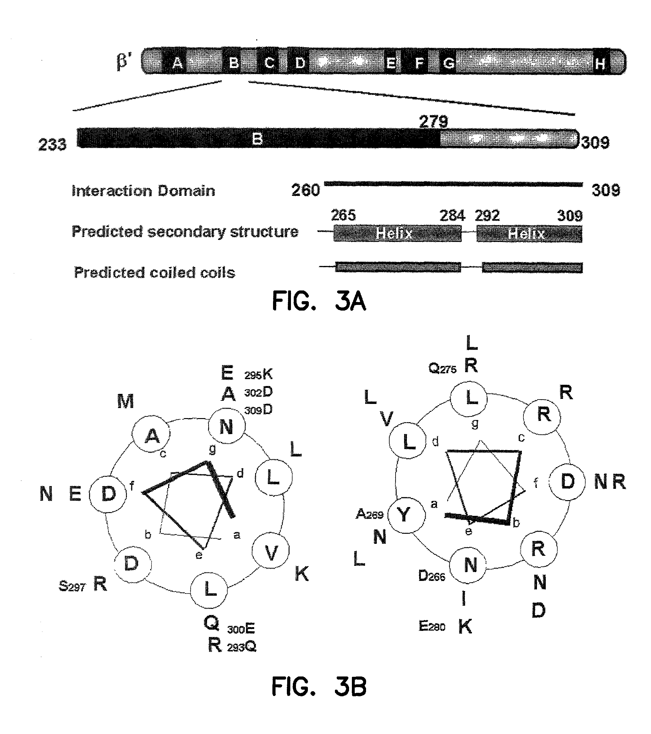 Sigma binding region of RNA polymerase and uses thereof