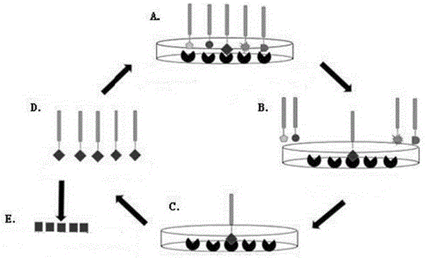 Single-domain antibody of heparin-binding epidermal growth factor and application thereof