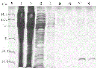 Single-domain antibody of heparin-binding epidermal growth factor and application thereof