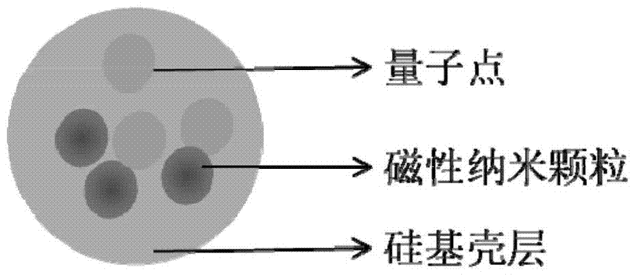 Difunctional composite nanosphere and method for rapidly detecting food-borne pathogenic bacteria