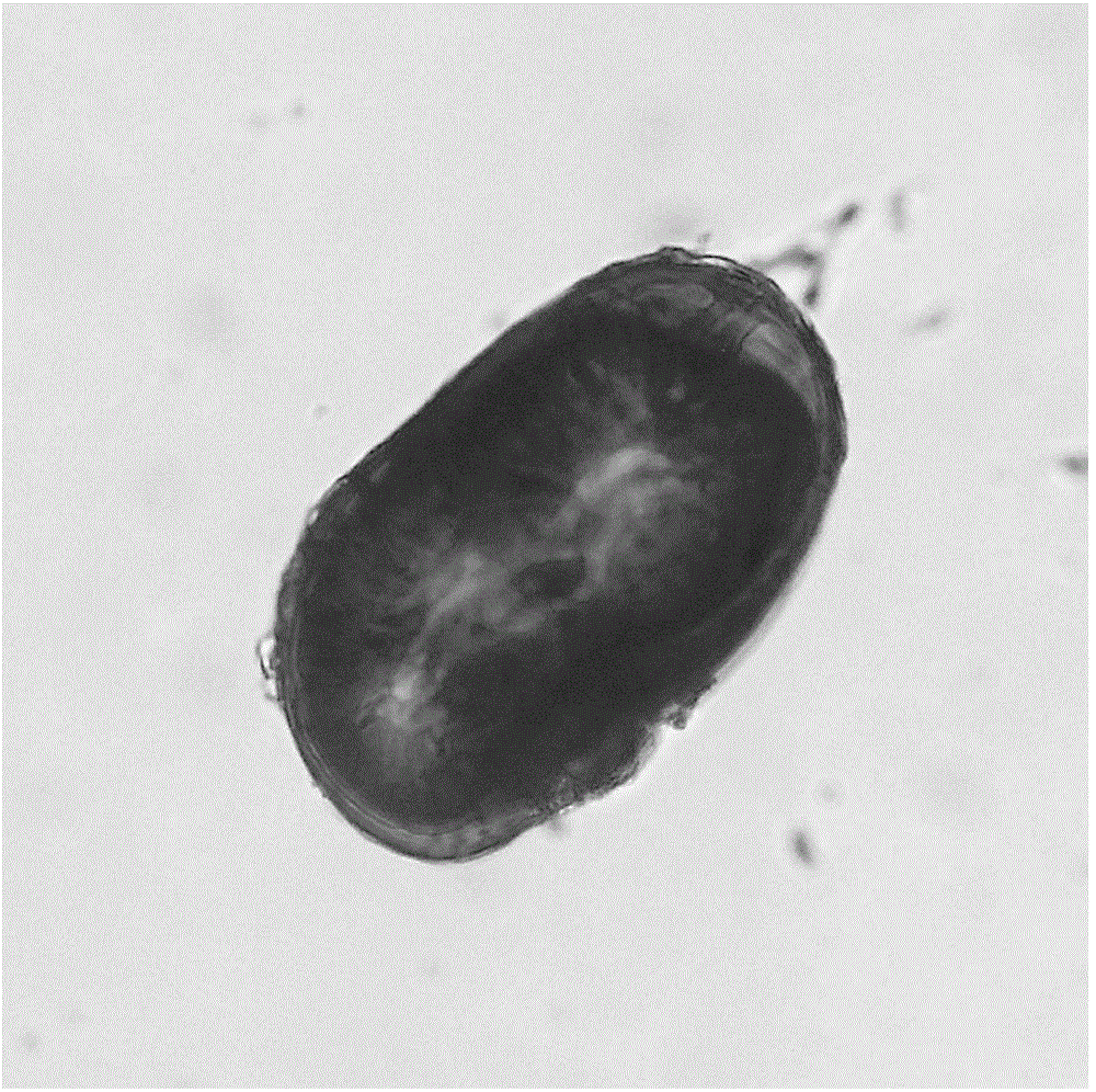 Arbuscular mycorrhizal fungi efficiently degrading atrazine and promoting plant growth and application of arbuscular mycorrhizal fungi