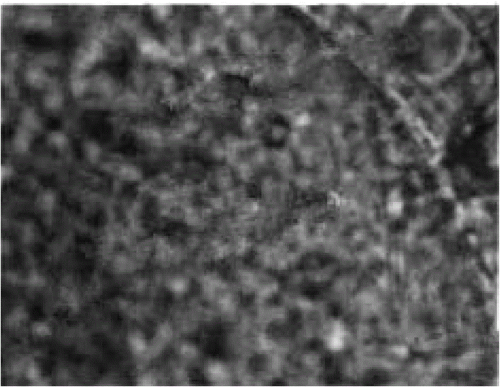 Arbuscular mycorrhizal fungi efficiently degrading atrazine and promoting plant growth and application of arbuscular mycorrhizal fungi