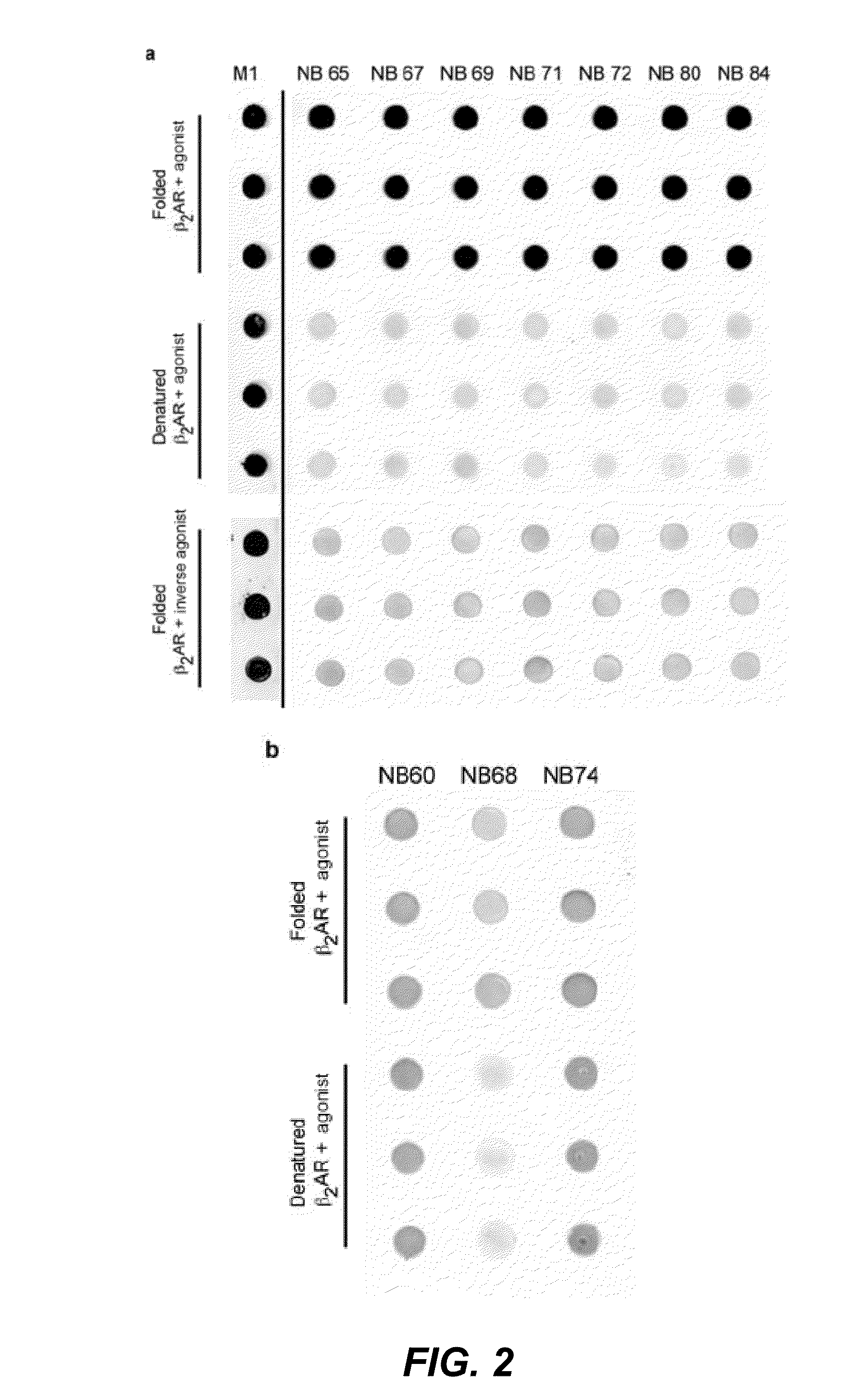 Protein binding domains stabilizing functional conformational states of gpcrs and uses thereof