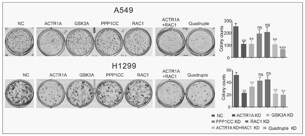 Non-differential gene associated with malignant phenotype of tumor cell as well as screening method and application of non-differential gene