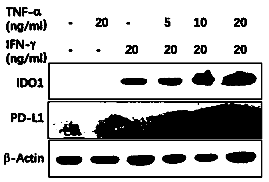 Immunosuppression or anti-inflammatory function enhanced PD-L1 positive mesenchymal stem cells (MSCs), induction kit and application