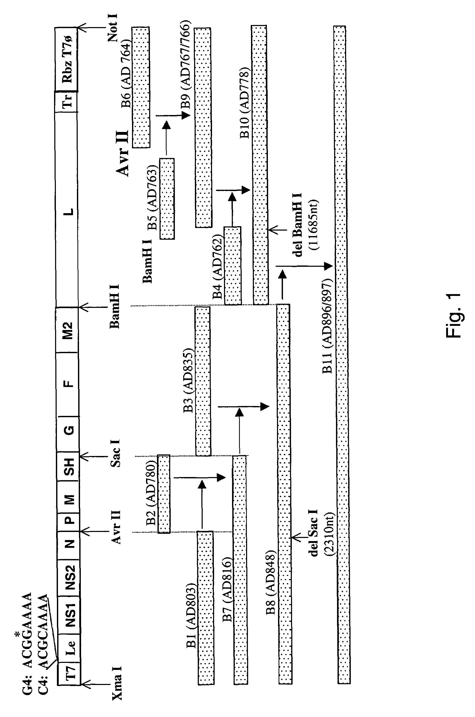 Nucleic acids encoding respiratory syncytial virus subgroup B strain 9320