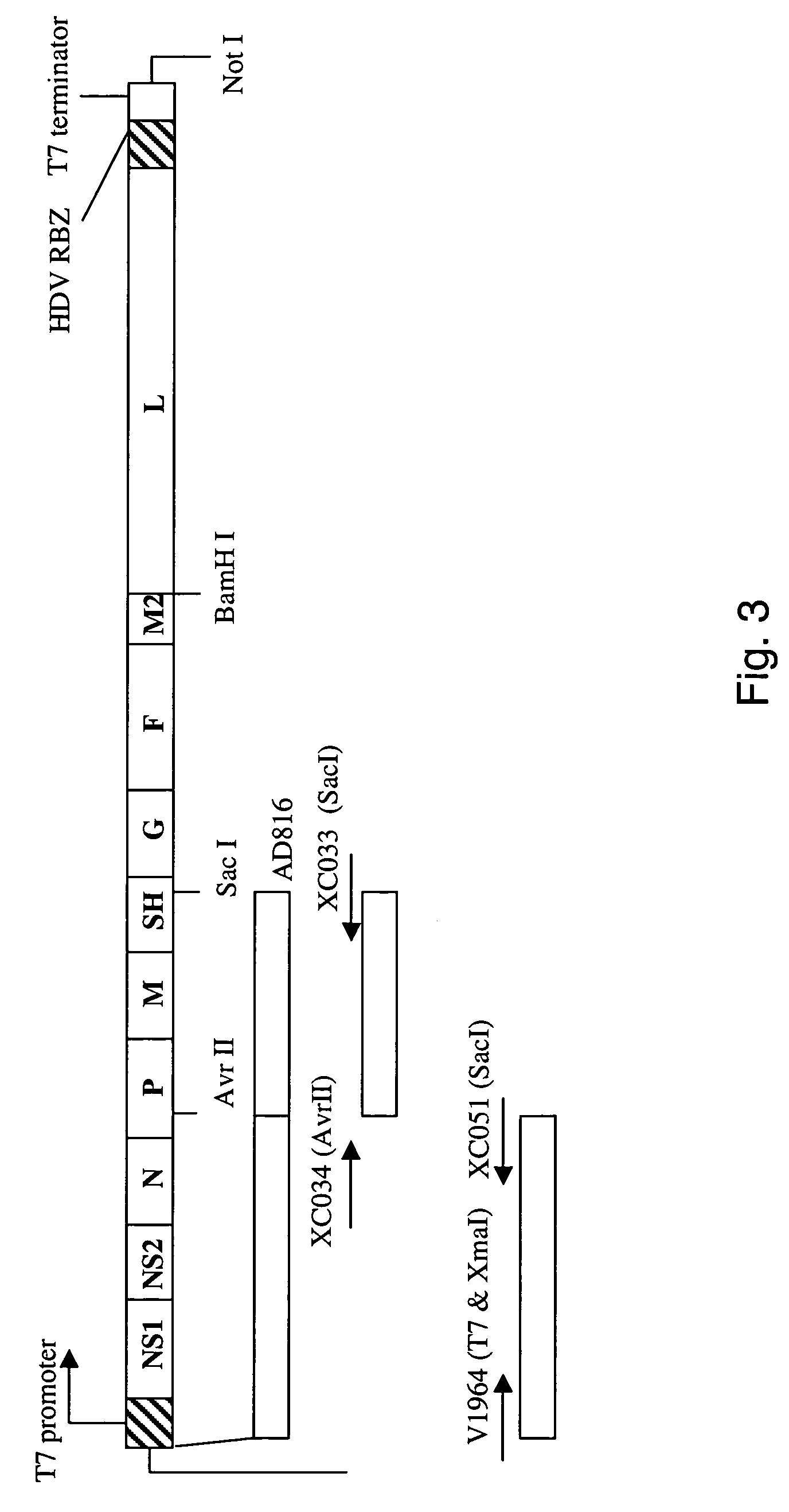 Nucleic acids encoding respiratory syncytial virus subgroup B strain 9320