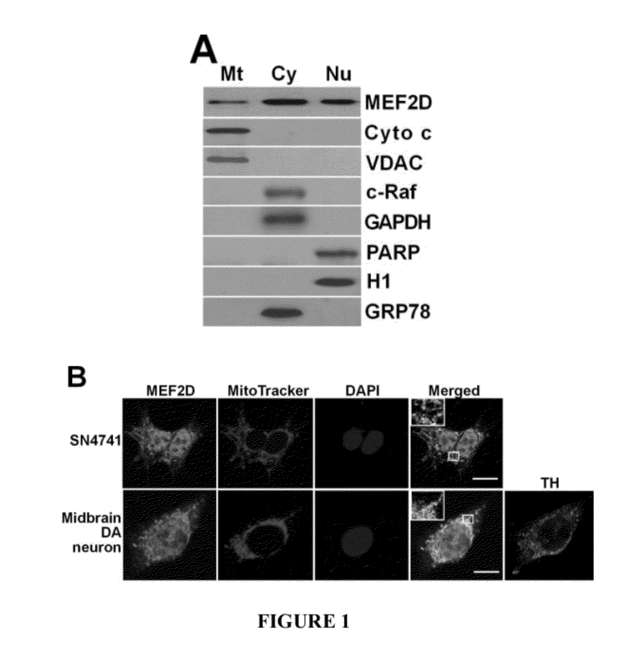 Compositions and modulation of myocyte enhancer factor 2 (MEF2)