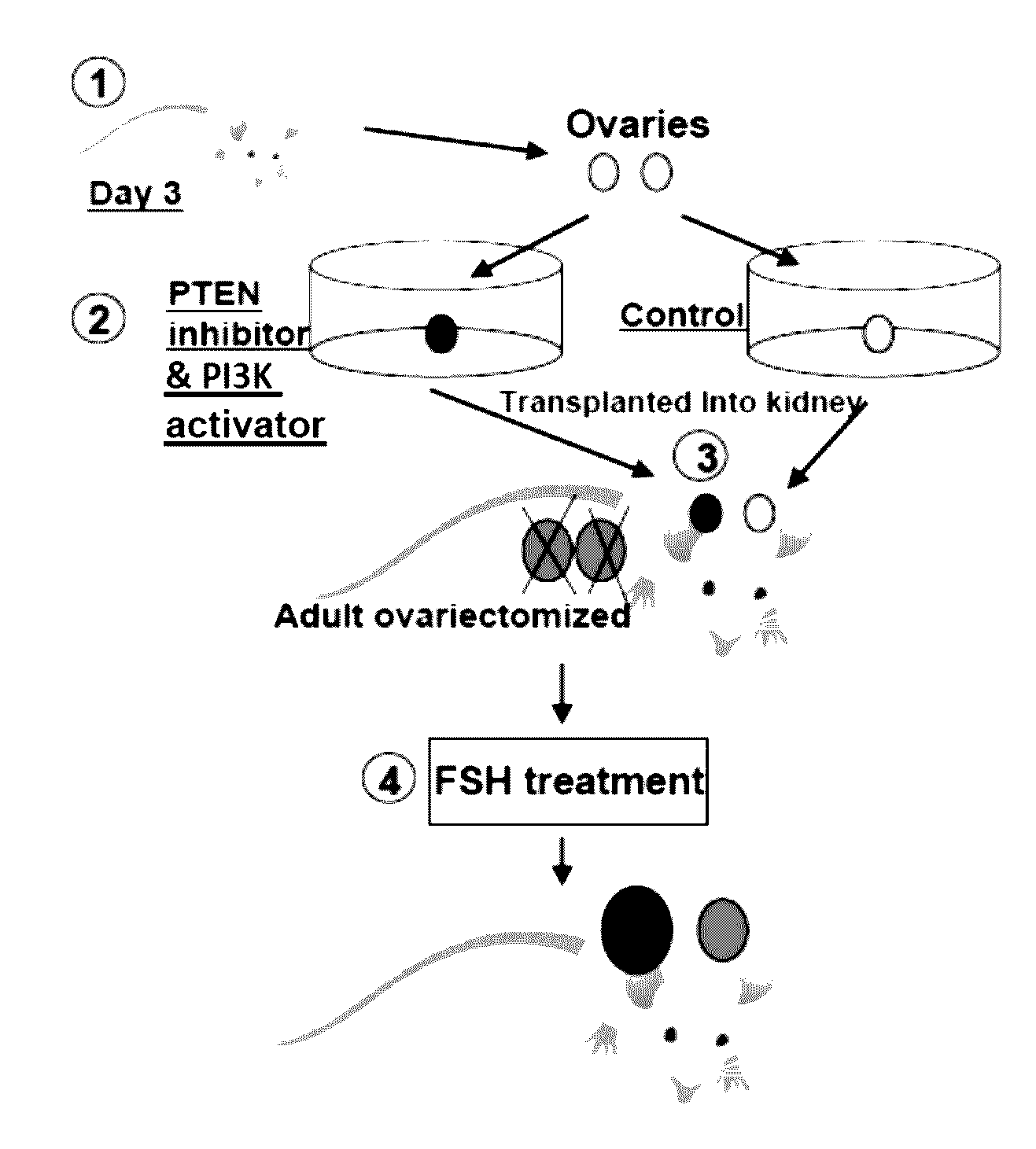 Manipulation of ovarian primordial follicles