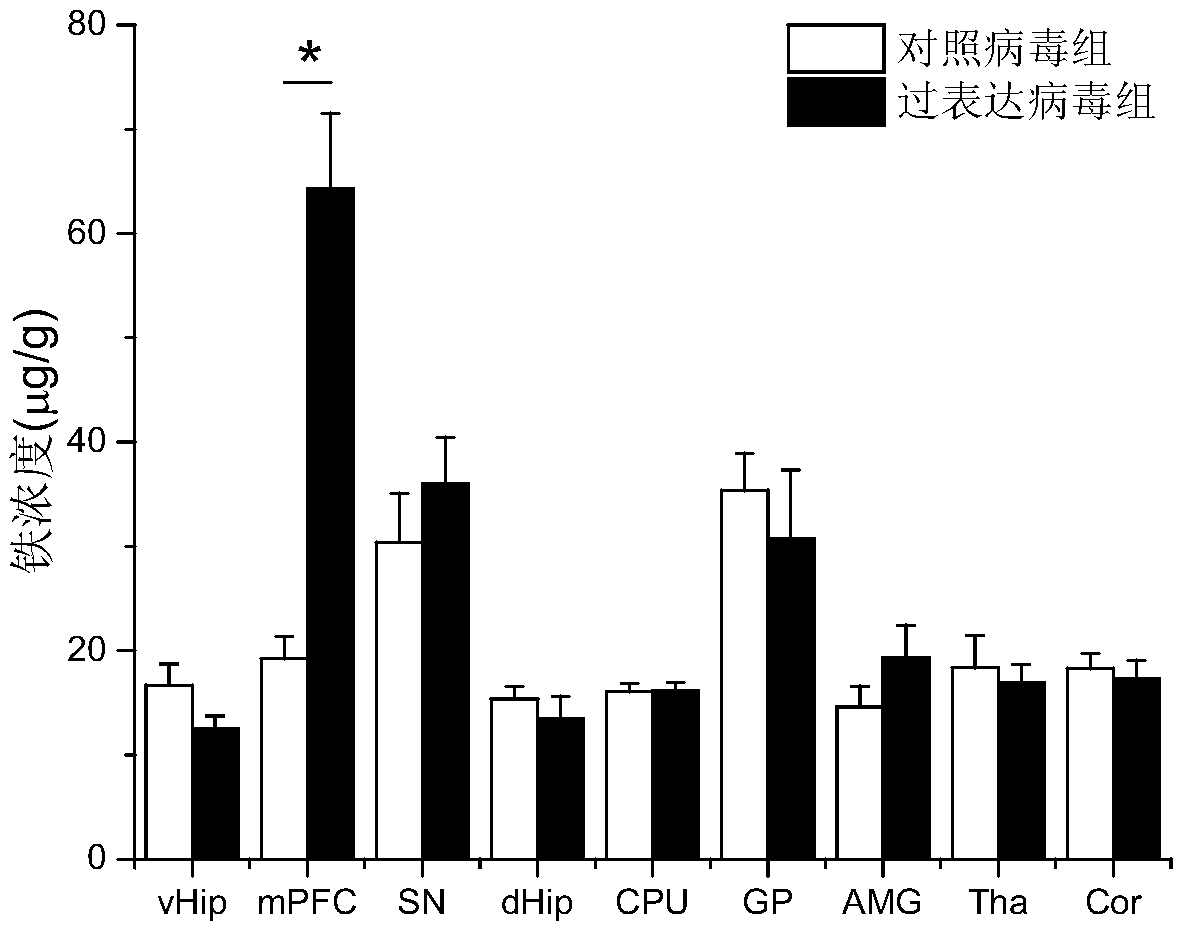 Application of drug for increasing iron transport from ventral hippocampus to medial prefrontal cortex in preparation of drugs for treating neuropsychiatric diseases