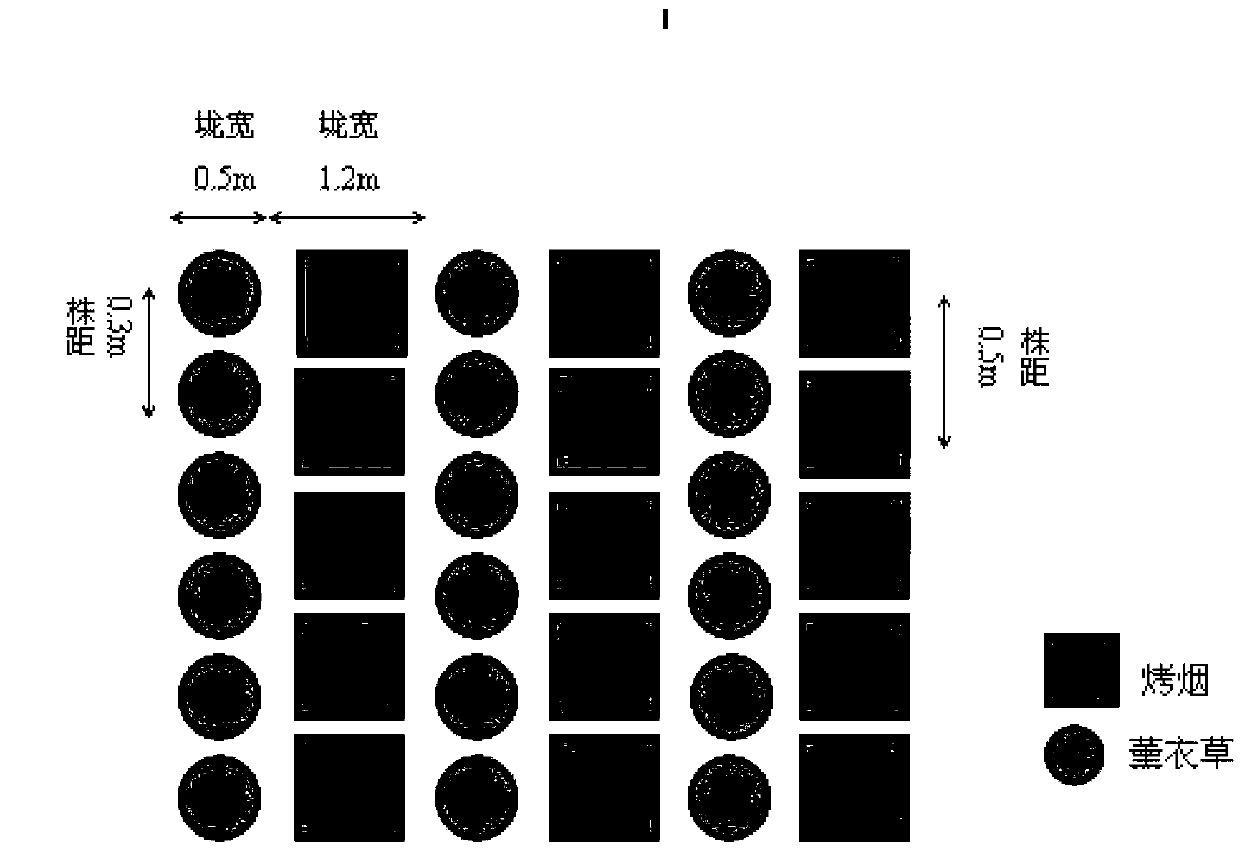 Method using lavender to control flue-cured tobacco plant diseases and insect pests