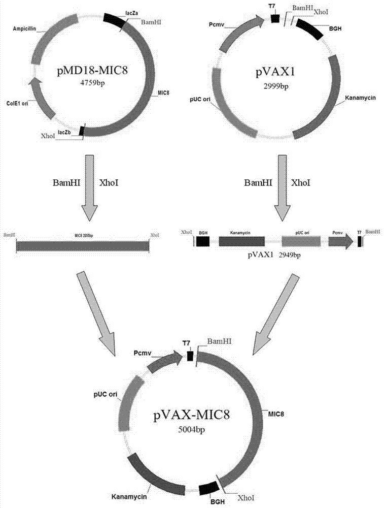 Immunologic adjuvant for preventing toxoplasma infection and application of immunologic adjuvant