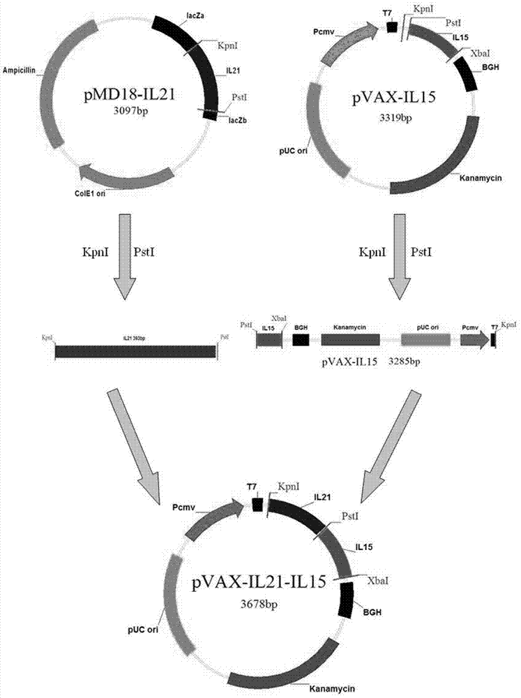 Immunologic adjuvant for preventing toxoplasma infection and application of immunologic adjuvant