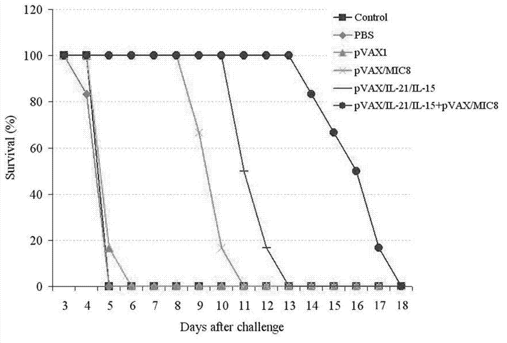 Immunologic adjuvant for preventing toxoplasma infection and application of immunologic adjuvant