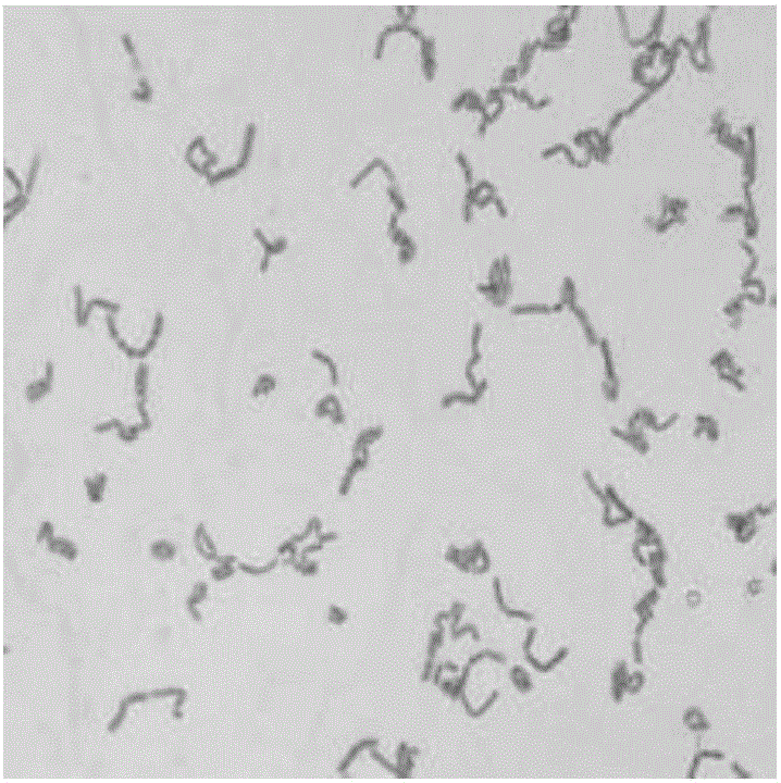 Bacillus cereus with heavy metal passivating and plant growth promoting functions and application of bacillus cereus