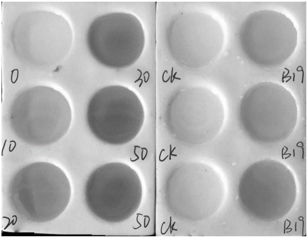 Bacillus cereus with heavy metal passivating and plant growth promoting functions and application of bacillus cereus