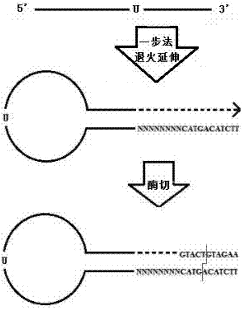 A molecule adaptor and applications thereof