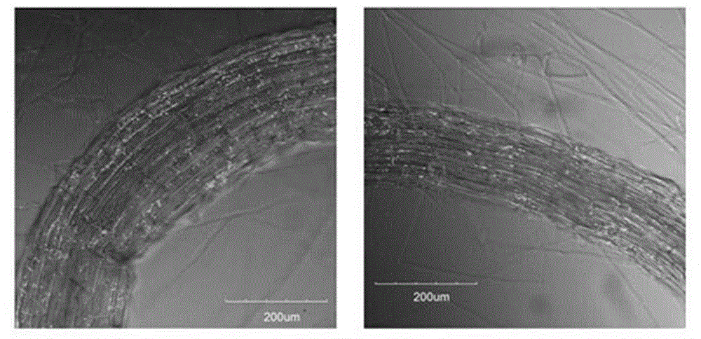 Real-time observation method for phytophthora nicotianae infection process