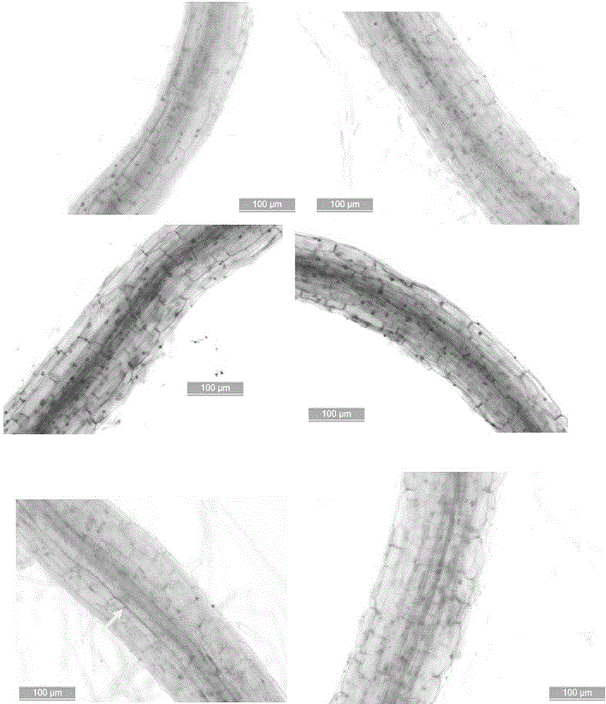 Real-time observation method for phytophthora nicotianae infection process