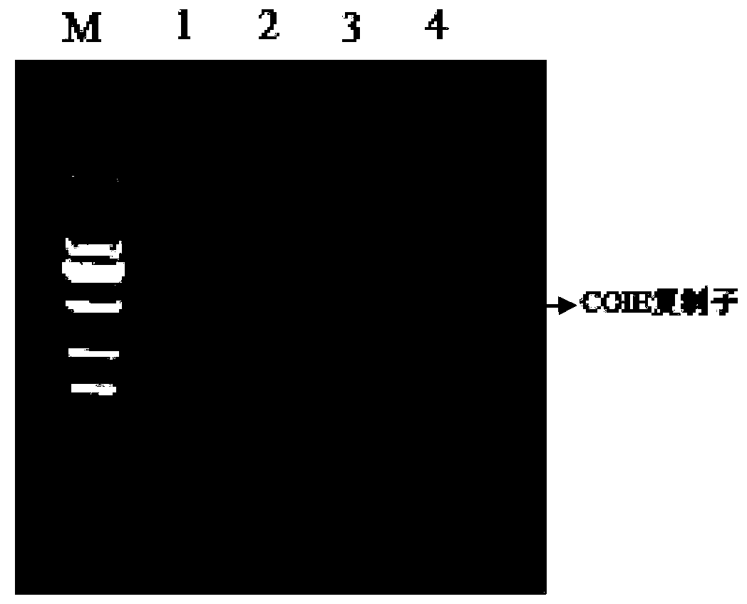 Sorangium cellulosum highly producing epothilone D as well as construction method and application of sorangium cellulosum