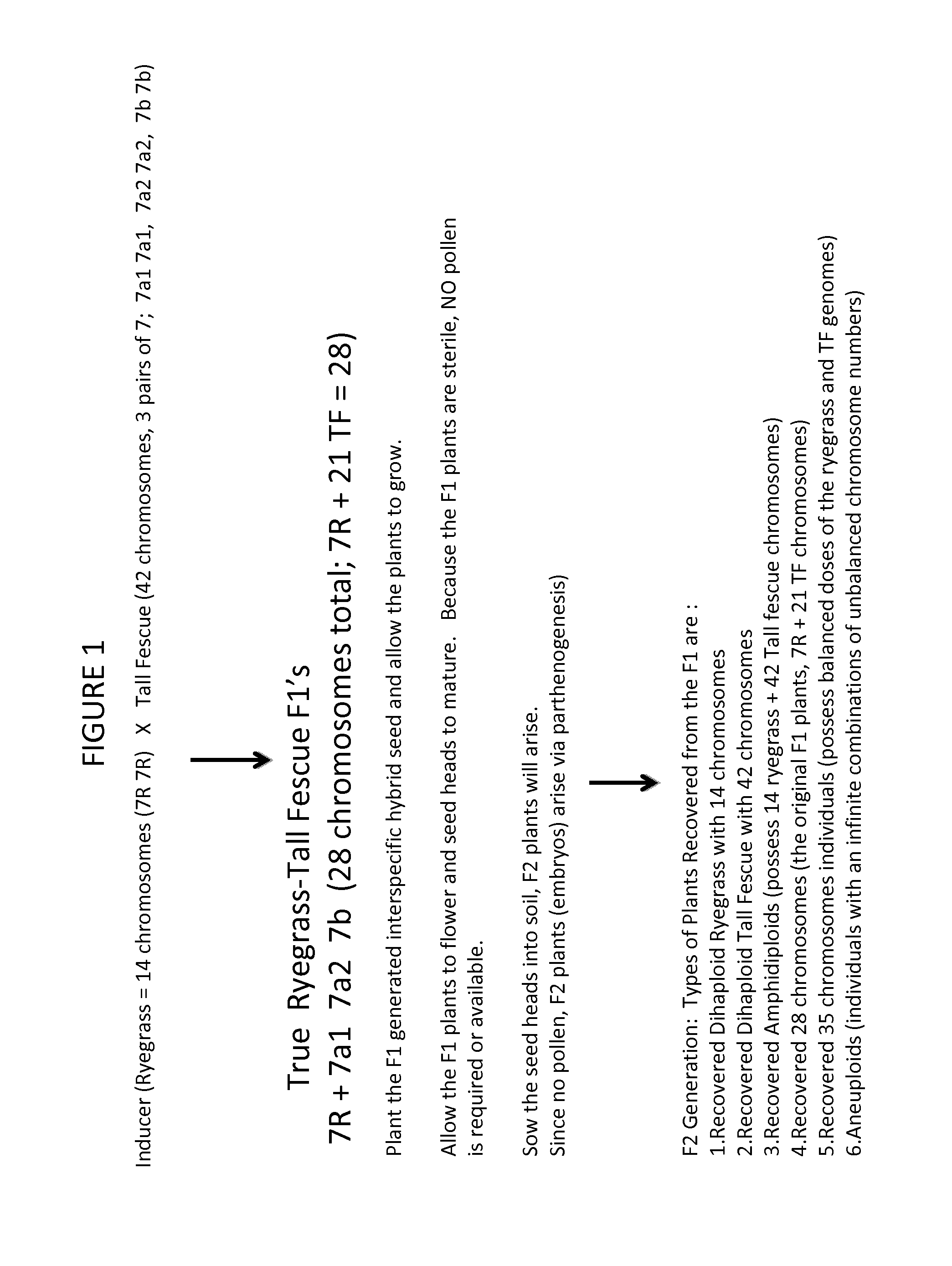 Lolium Multiflorum Line Inducing Genome Loss